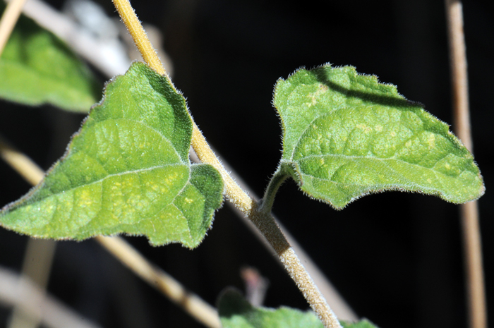 Parish Goldeneye has shiny dark green leaves. Leaf blades are triangular or deltate. Note the leaves have short stems or petioles. Leaf edges or margins are toothed or smooth. Leaves are rough or harsh to the touch. Bahiopsis parishii